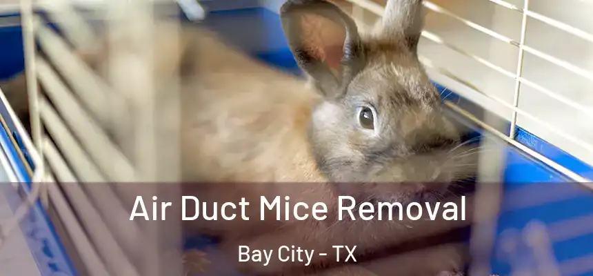 Air Duct Mice Removal Bay City - TX